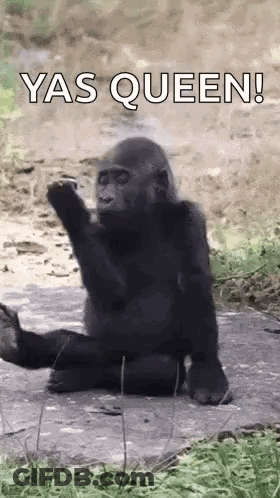 Gorilla On Rock Hands Up Saying Yas Queen GIF