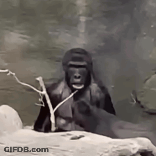 Gorilla On Rock Holding Branch In Mouth GIF