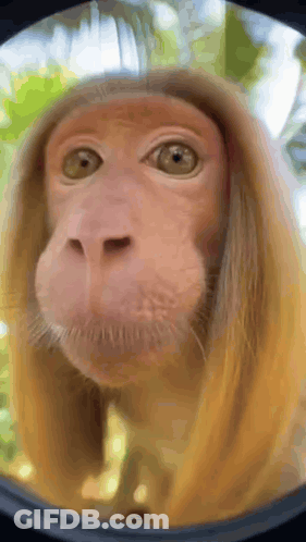 Gorilla Saying Don't Worry Be Happy I Still Love You Monkey GIF
