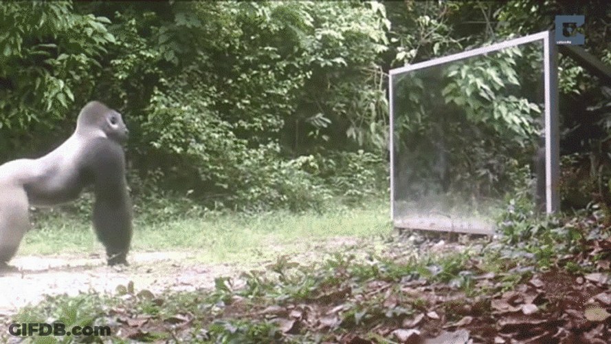 Gorilla Scared With Reflection GIF