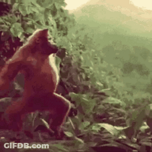 Gorilla Shake Walk Dance GIF