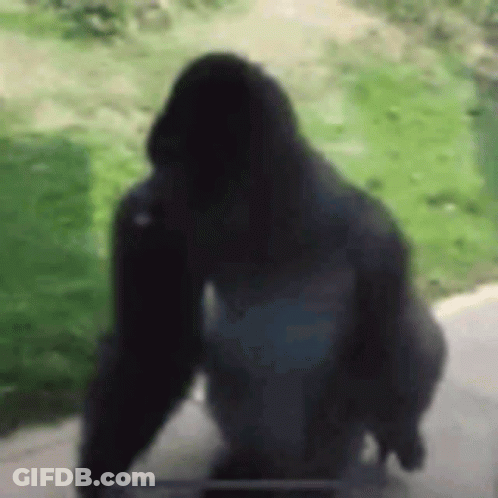 Gorilla Silhouette On Sidewalk With Green Field GIF
