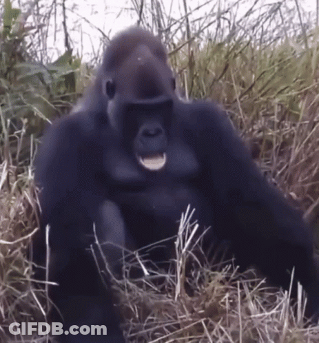 Gorilla Sitting In Tall Grass With Open Mouth GIF