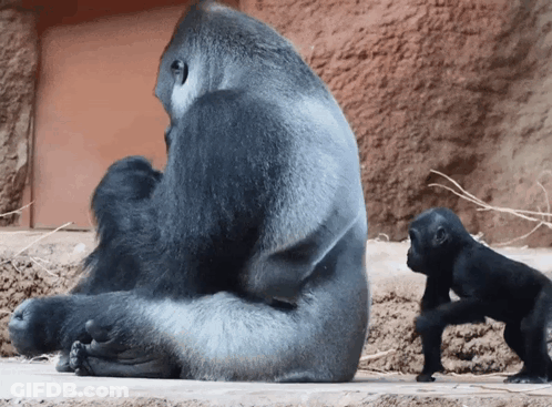 Gorilla Sitting Next To Baby Gorilla GIF