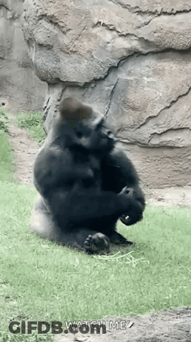 Gorilla Sitting On Grass Near Rock GIF