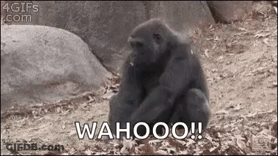Gorilla Sitting On Ground Saying Wahoo GIF
