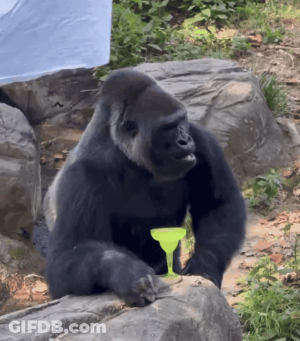 Gorilla Sitting On Rock Holding Green Cocktail GIF