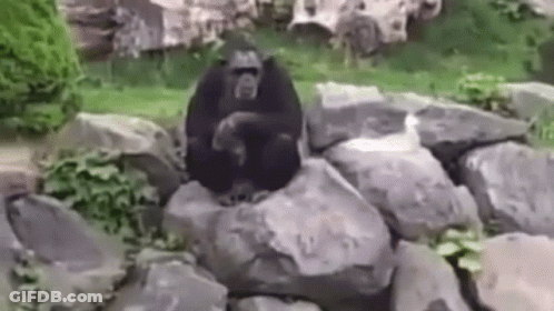 Gorilla Sitting On Rock In Zoo GIF