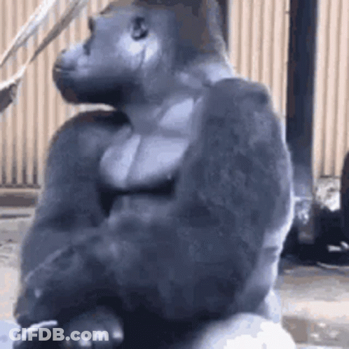 Gorilla Sitting On Rock GIF
