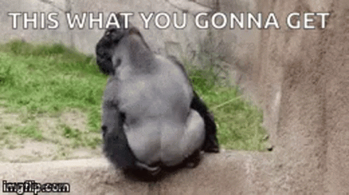 Gorilla Sitting On Rock With Text GIF