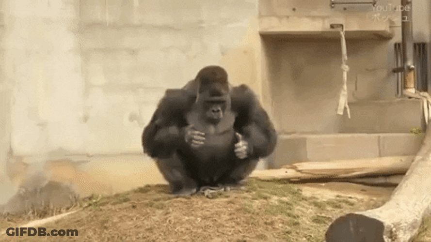 Gorilla Sitting Peacefully GIF