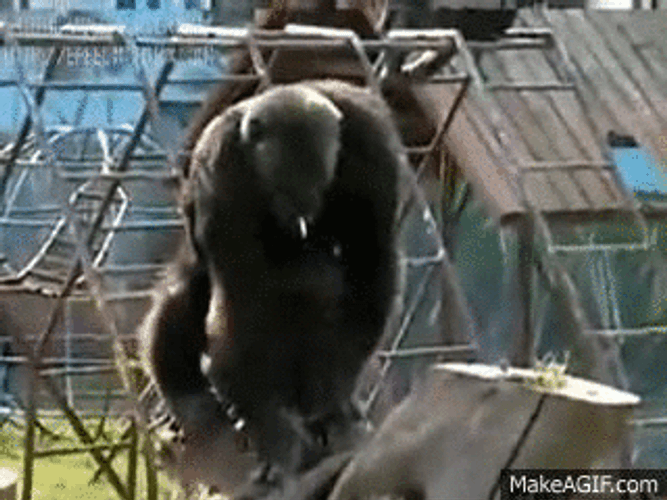 Gorilla Smoking Cigarette GIF