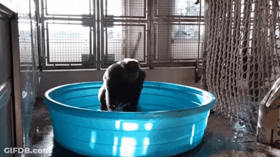 Gorilla Spinning In Tub GIF