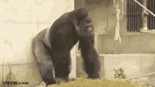 Gorilla Standing In Front Of Building With Ropes GIF