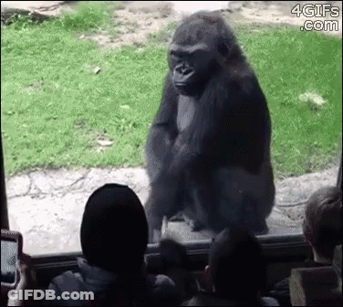 Gorilla Standing In Front Of Glass Door GIF