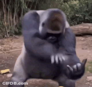 Gorilla Standing On Rock Making Funny Face GIF