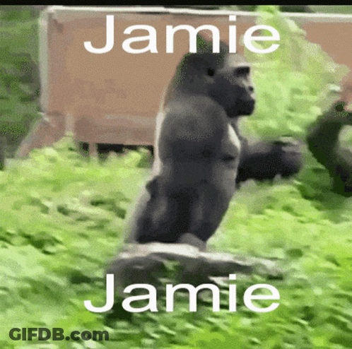 Gorilla Standing On Rock Named Jamie GIF