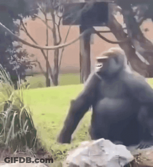 Gorilla Sticking Tongue Out GIF