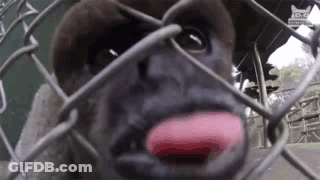 Gorilla Sticking Tongue Out GIF
