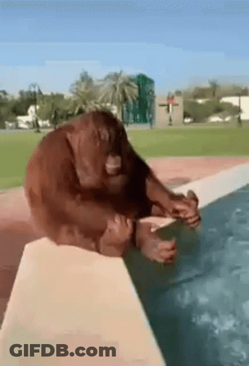 Gorilla Taking Bath On Fountain GIF
