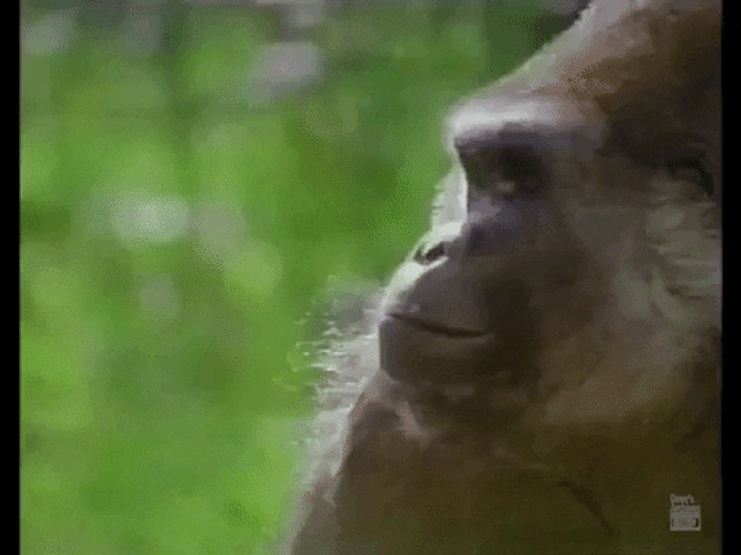 Gorilla Turning Head GIF