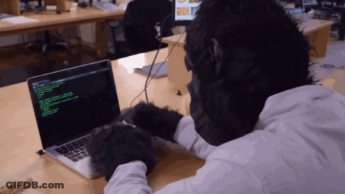 Gorilla Typing On Laptop With Green Screen GIF