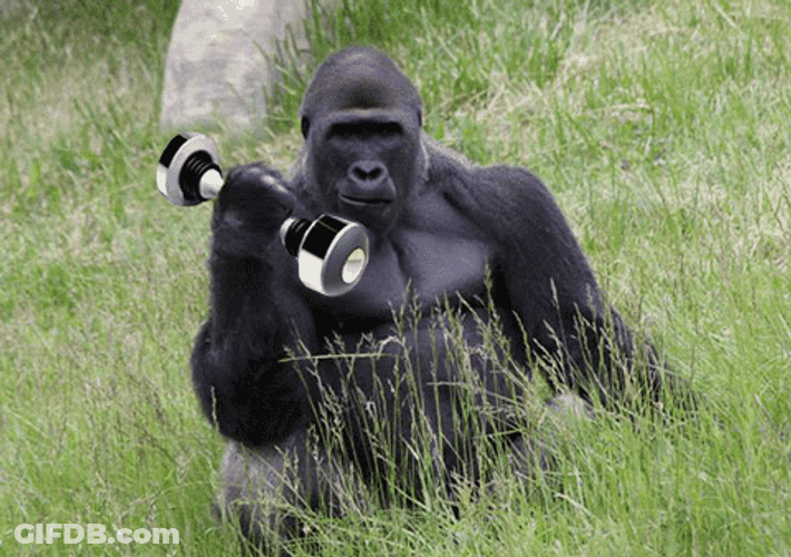 Gorilla Using Dumbbell GIF