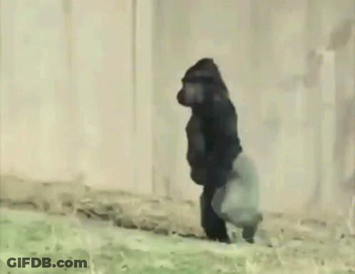 Gorilla Walking Across Grassy Field GIF