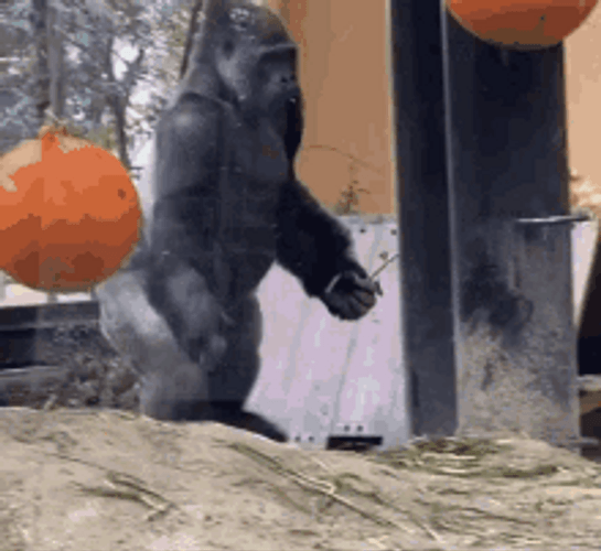 Gorilla Walking GIF