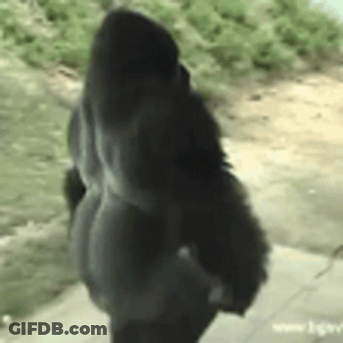 Gorilla Walking Looking At Something GIF
