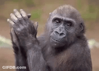 Gorilla Waving GIF