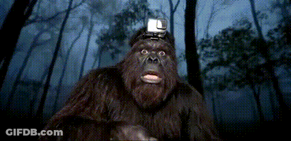 Gorilla Wearing GoPro GIF