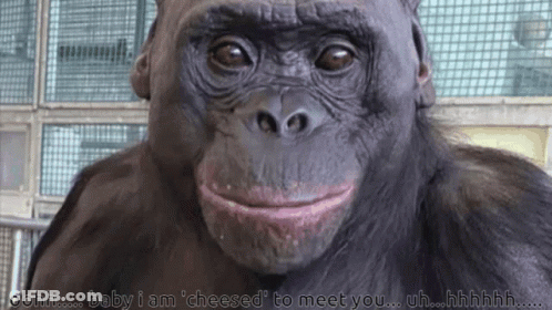 Gorilla With Baby I Am Cheesed To Meet You GIF