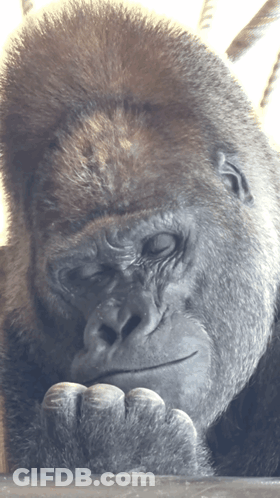 Gorilla With Eyes Closed GIF