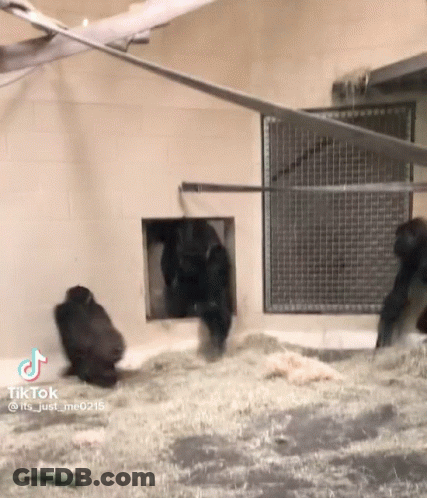 Gorillas In Cage Looking Out Of Hole GIF