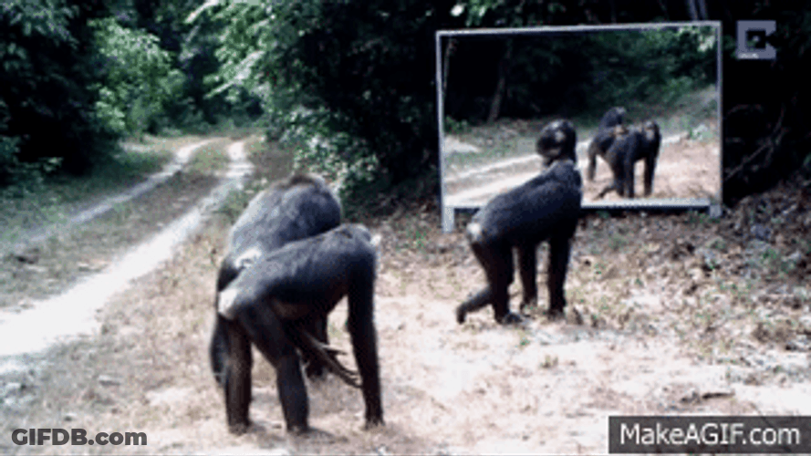 Gorillas Looking In The Mirror GIF
