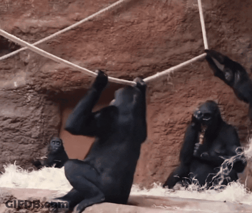 Gorillas Playing With Ropes GIF