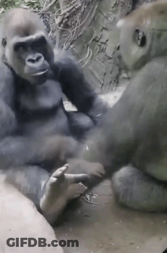 Gorillas Sitting Holding Hands GIF