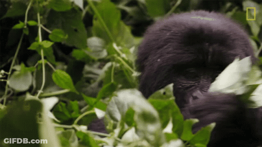 Gorrila Enjoys His Leaf Meal GIF