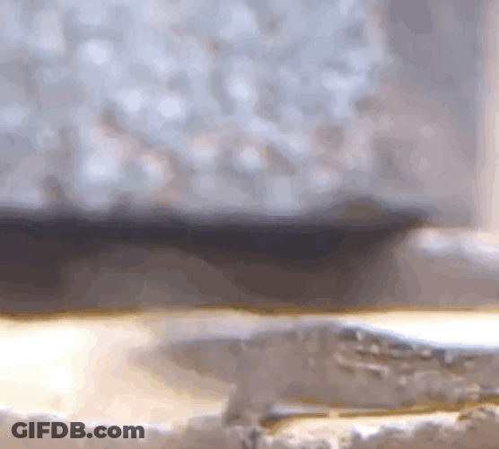Got Crazy Dancing Lizard GIF