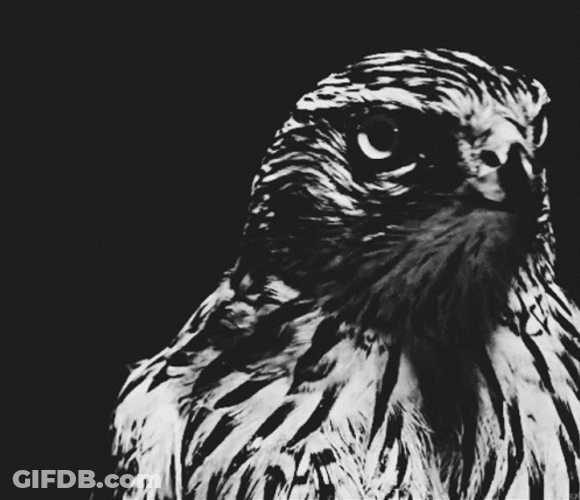 Graceful Black Hawk GIF
