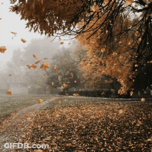 Graceful Maple Leaf Fall GIF