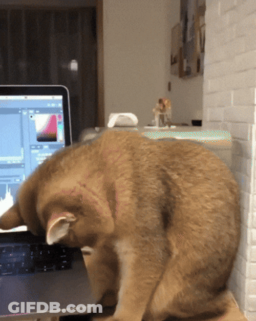 Gracioso Humor Buenas Noches GIF