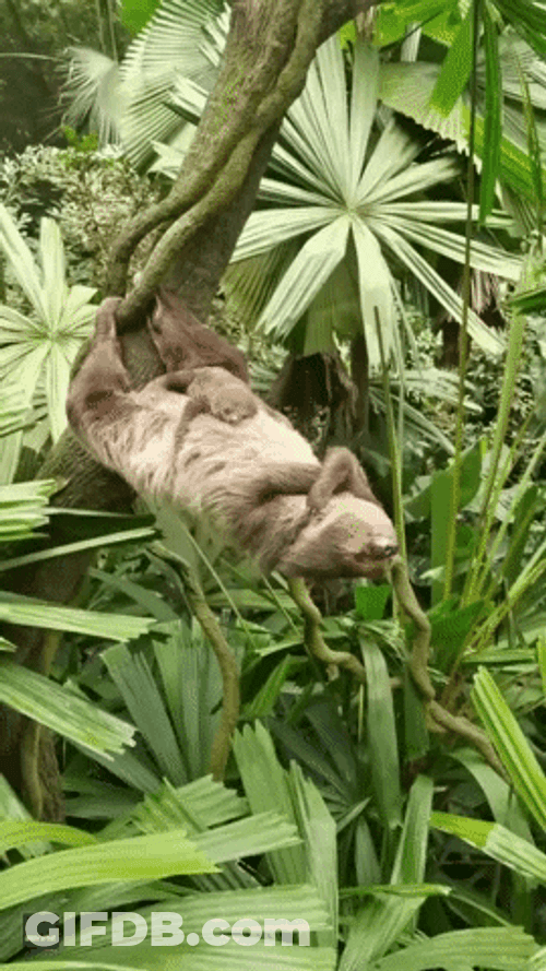 Gracioso Humor Buenas Noches GIF