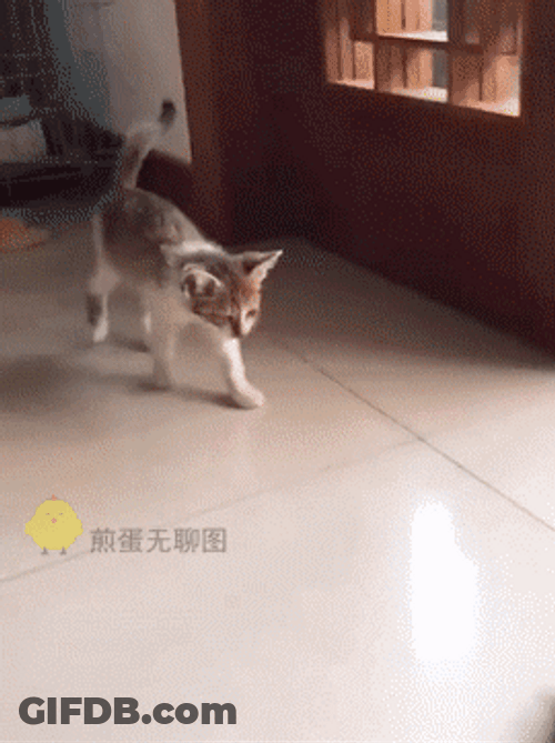 Gracioso Humor Buenas Noches GIF