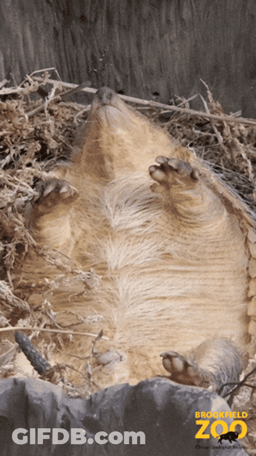 Gracioso Humor Buenas Noches GIF
