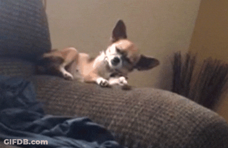 Gracioso Humor Buenas Noches GIF
