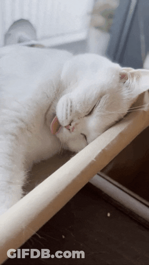 Gracioso Humor Buenas Noches GIF