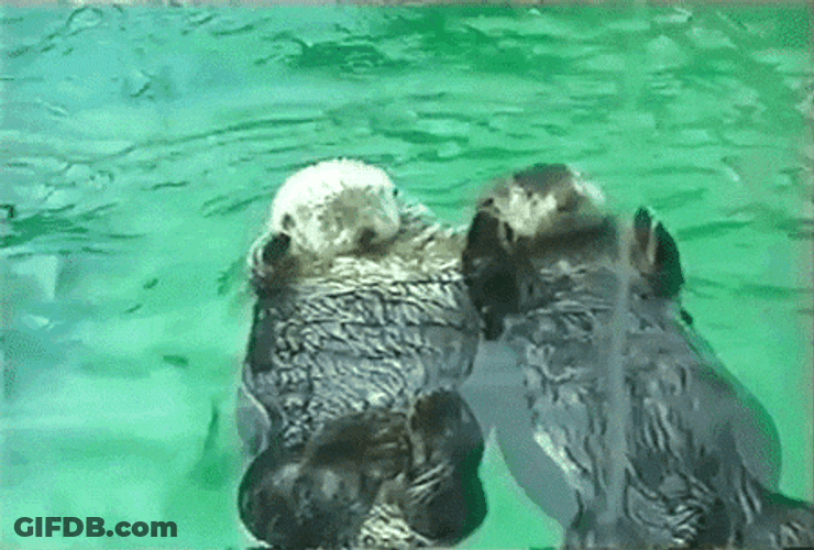 Gracioso Humor Buenas Noches GIF