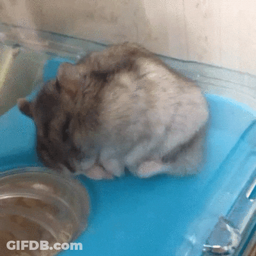 Gracioso Humor Buenas Noches GIF